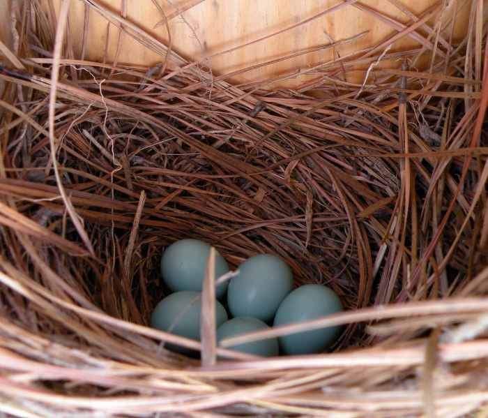 Bluebirds Pictures of BluebirdsBluebird HousesAttracting Bluebirds