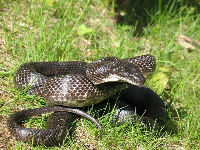 Notice the difference in this black Ratt Snake. The head is much smaller in comparison, more rounded, and the pupils are round.