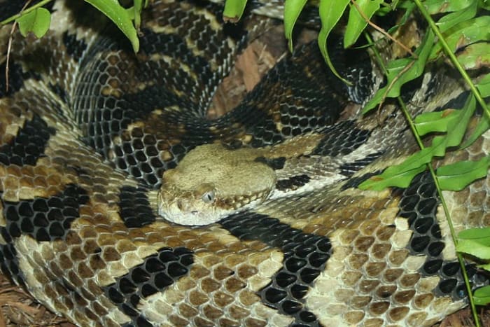 notice the Shape of this Pit Viper's head, the pits, the slitted eyes, and the large venom glands. This particular snake is a Rattlesnake