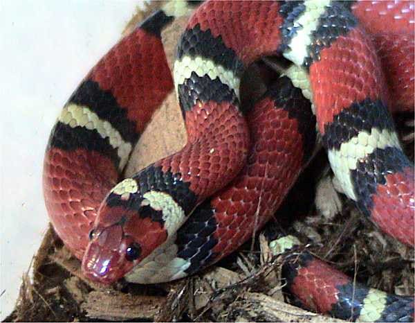 This isn't a Coral Snake. This is actually a Kingsnake. Notice the colors don't follow the same order.