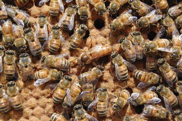 Bees at work in a beehive; the larger queen is in the middle of the photo. Formic acid is used to kill mites in beehives.