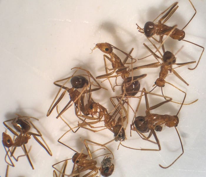Yellow crazy ants are creating serious problems with the formic acid that they spray.
