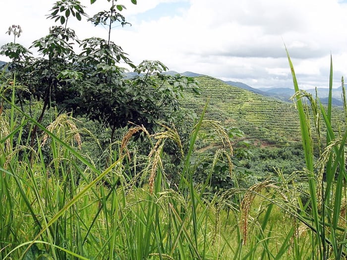Young rubber trees (on the left) growing beside rice