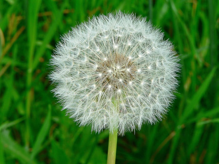 A seed head of the common dandelion
