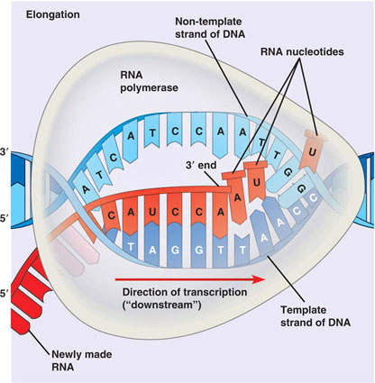 Elongation of an RNA strand. Transcription is well underway: you can clearly see how complementary base pairing rules dictate the sequence of bases in the growing RNA strand.
