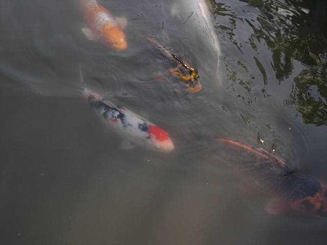 Koi swimming in a pond at Japanese Garden, Washington Park Arboretum, Seattle, Washington, USA. Pictures such as this have become very popular all over the world.