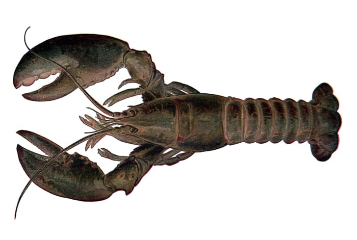 An artist's rendition of a lobster