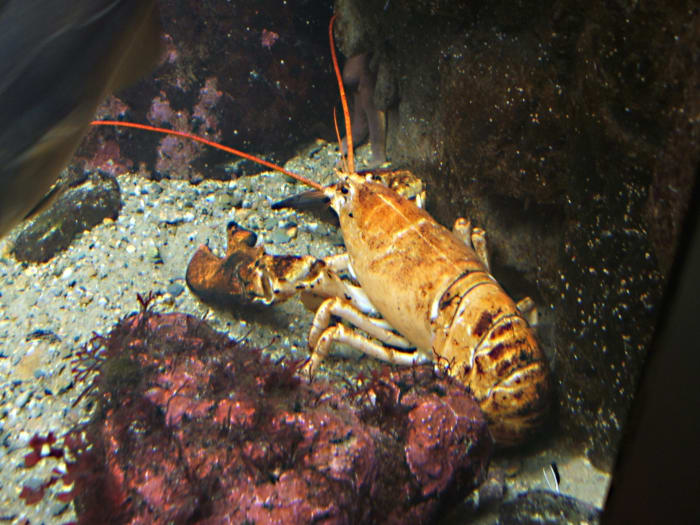 A yellow form of the American lobster