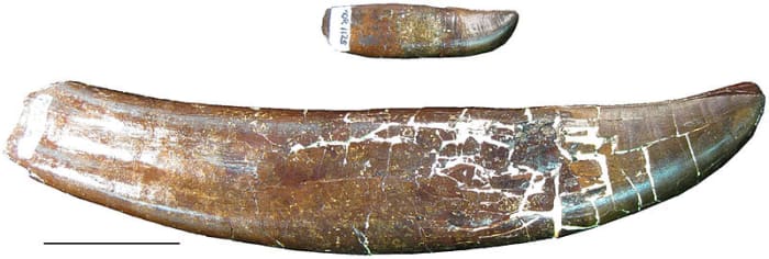 This picture shows a tooth from the lower jaw (above) and a tooth from the upper jaw (below) showcasing the extreme range in overall tooth size in an individual.