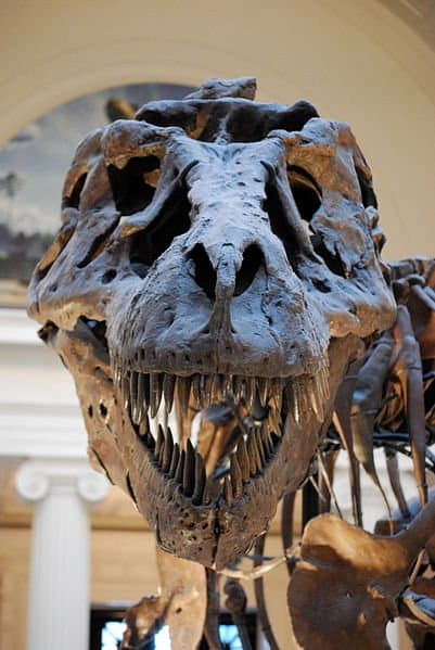 A full frontal view of the famous 'Sue'- the most complete T-Rex skeleton found to date.