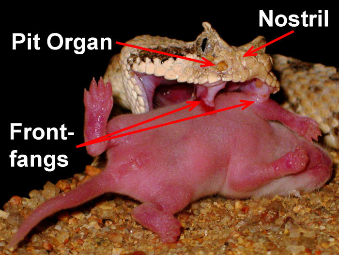 A Sidewinder (Crotalus cerastes) holding onto its Lab Mouse (Mus musculus) prey such that its front-fangs are able to pierce the flesh and effectively inject venom. The heat-sensing pit organ is readily distinguishable from the nostril.