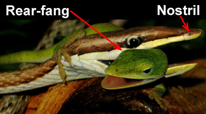 A Brown Vine Snake (Oxybelis aeneus) holding onto its Green Anole (Anolis carolinensis) prey such that its rear-fangs are able to pierce the flesh and effectively inject venom.