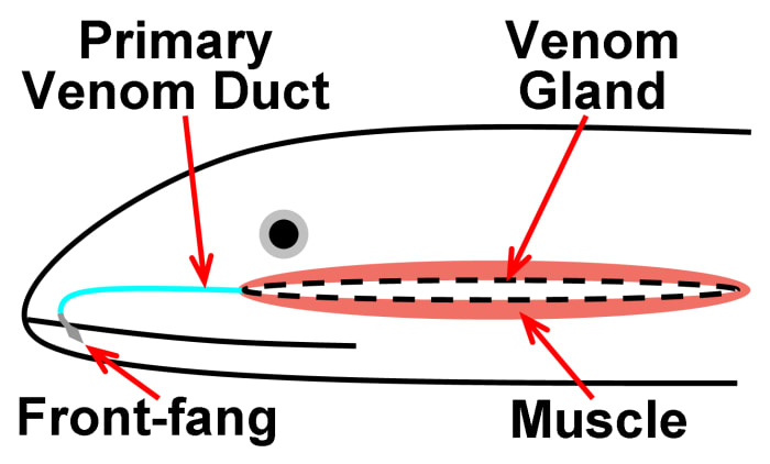 Diagrammatic representation of the venom system present in members of family Atractaspididae, showing the venom gland and the muscle associated with it, as well as a front-fang (its position is further back in some species) and the venom duct.
