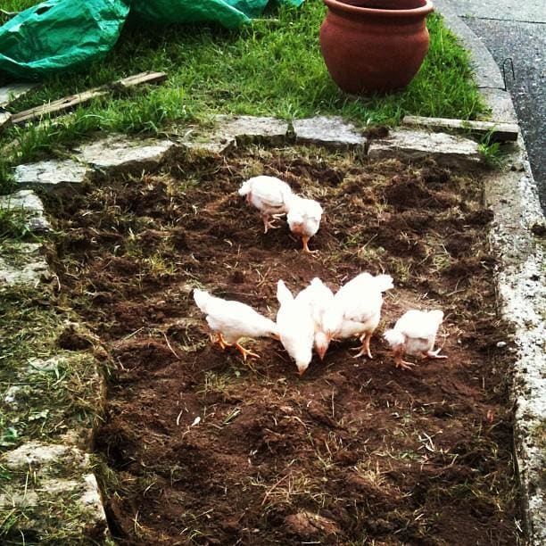 Four week old Cornish Cross chicks scratching in the freshly turned dirt of the herb garden.
