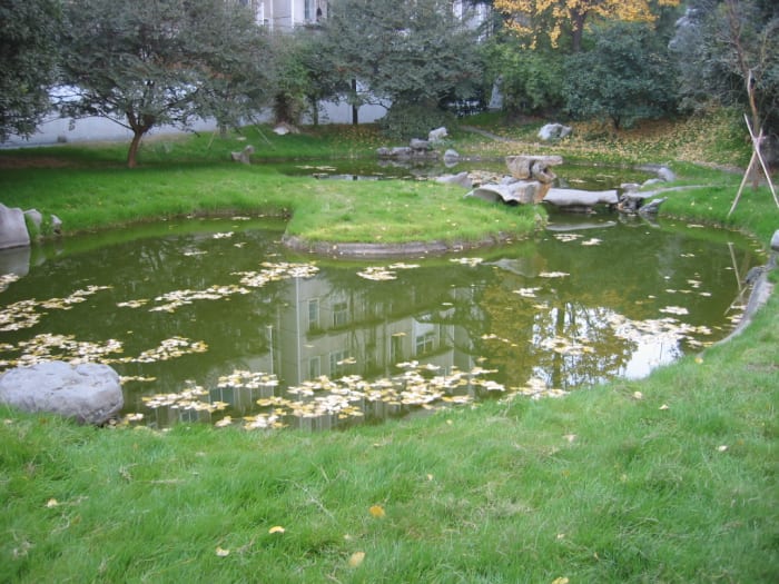 Can small urban wilderness areas help preserve the environment and save species?
