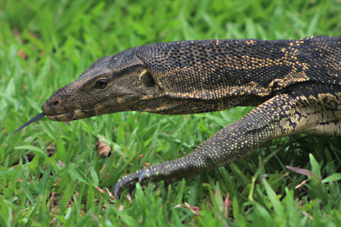 As with snakes the long forked tongue of the lizard is used to smell out its prey
