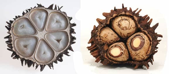 The nuts are encased in the grapefruit-size fruits from the Phytelephas Aequatorialis tree. The white cellulose of the nut's endosperm is perfect for carving and dyeing.