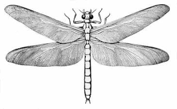 The Carboniferous was the age of giant insects, and this dragonfly, Meganeura grew to the size of modern eagles.