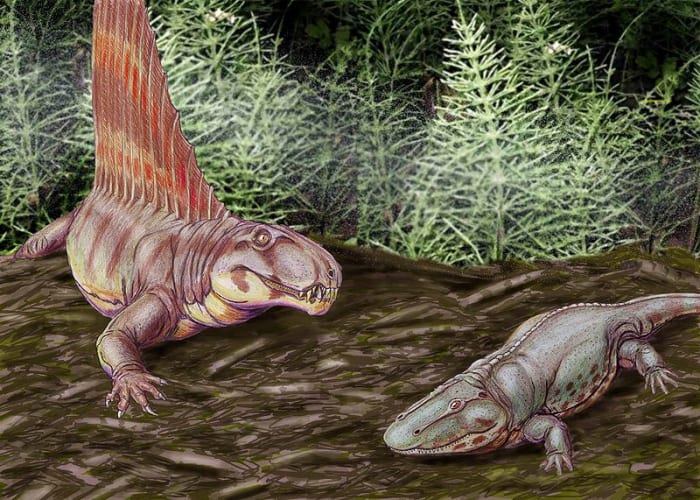 The famous sail back Dimetrodon was a reptile, but was in fact more closely related to mammals than to dinosaurs, birds and other reptiles.