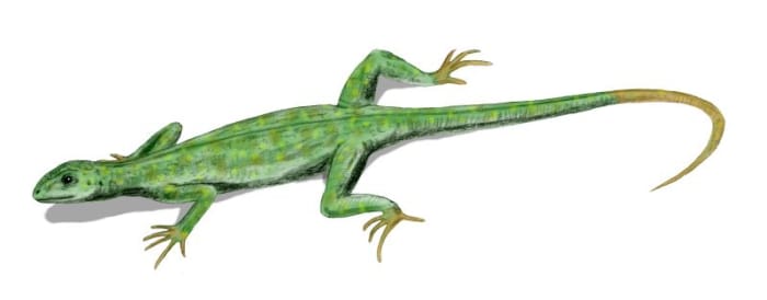 Petrolacosaurus was among the first reptiles to lay eggs with hard shells, enabling it to cut ties with water completely.