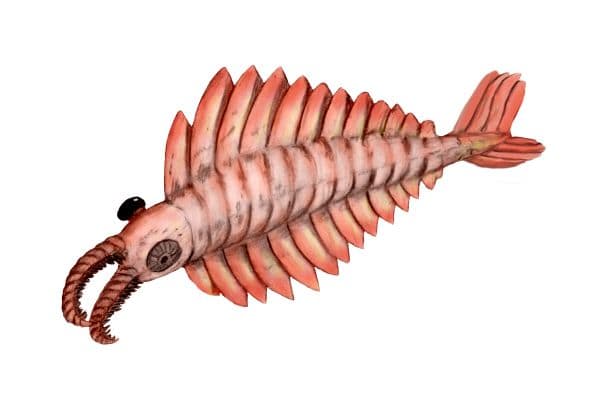 This bizarre looking creature called Anomalocaris was one of the earliest examples of a super predator and one of the largest creatures of its age.