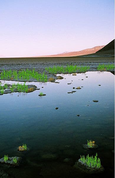 Land at this time was still barren, but already species of lichen and slime were making the first tentative colonisation of dry land.