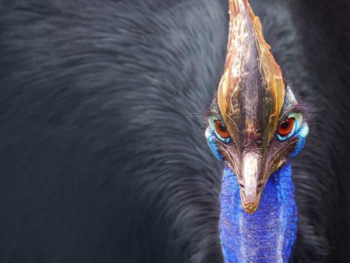 Cassowaries are one of just two species of bird that have actually killed humans through physical violence. They are highly territorial and will attack anything that comes too close.