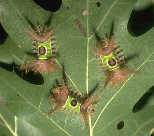 Immature saddleback caterpillars tend to feed in groups, while older caterpillars feed singly.