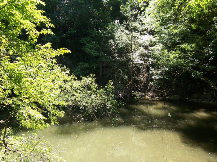 Famous sinkhole in Florida: Devi's Millhopper Geological Park