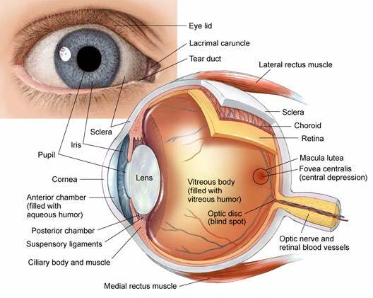 Anatomy of the eye: cross section of the human eyeball viewed from above