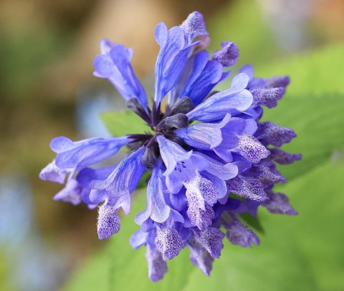 The beautiful flowers of Nepeta subsessilis, a type of catmint; the plant attracts cats less strongly than catnip