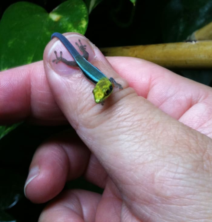 A hatchling Phelsume klemmeri gecko. I've probably made more selling klemmeri babies, than the $300 I originally spent on them and their setup.