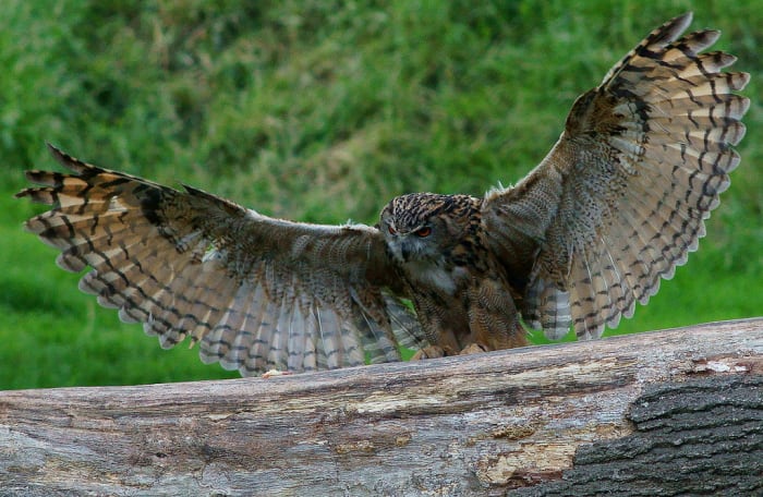 great horned owl wingspan
