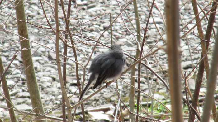Junco fluffed up against the cold. Fluffing their feathers creates air pockets that help to insulate their bodies from the cold.