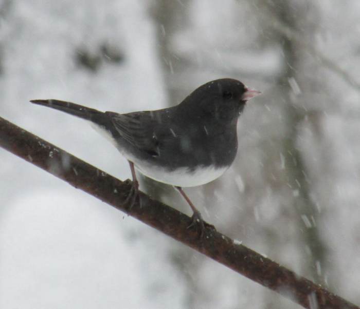 Here in Upstate New York, my juncos ( Junco hyemalis) stay year round. This hardy little guy doesn't seem to mind the cold!