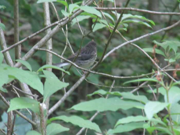 Juvenile Slate-Colored Junco perching. Note the streaks on the chest. They will eventually fade.