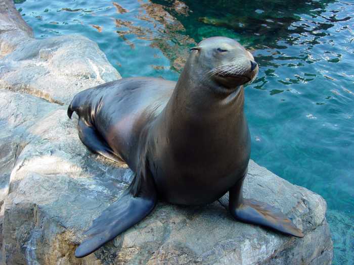 Seal Vs. Sea Lion Owlcation Education