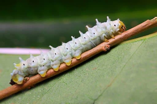 Una larva inmadura de una polilla de seda gigante.