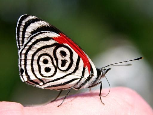 ¿cómo-para-subir-a-oruga en mariposa o polilla