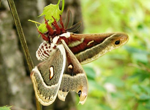 Eine wunderschöne riesige Seidenmotte