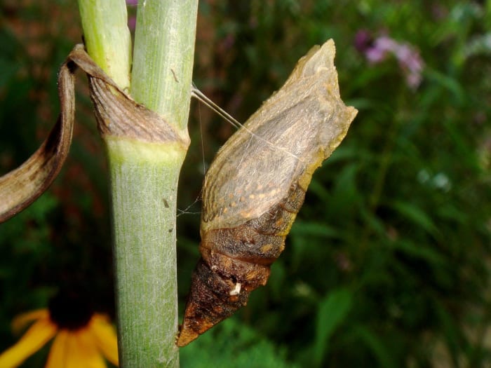 C'est la chrysalide du machaon noir