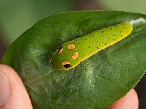 This is the caterpillar of the spicebush swallowtail butterfly.