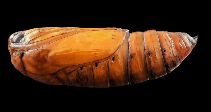 hogyan kell emelni-a-caterpillar-a-pillangó-vagy-lepke