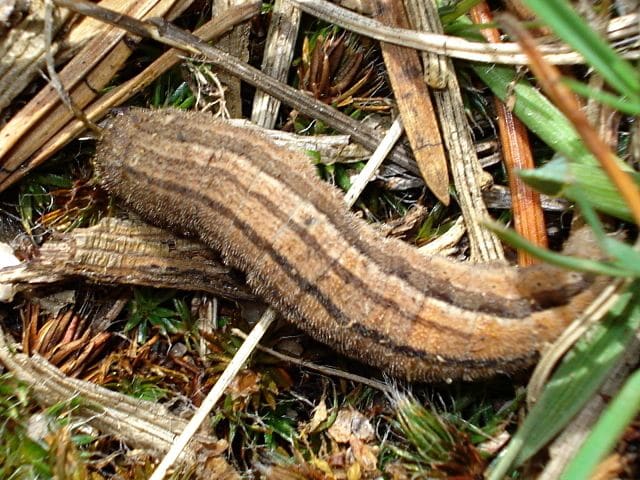 Esta oruga cortadora se convertirá en una bonita polilla marrón.