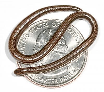 The Barbados threadsnake on a U.S. quarter