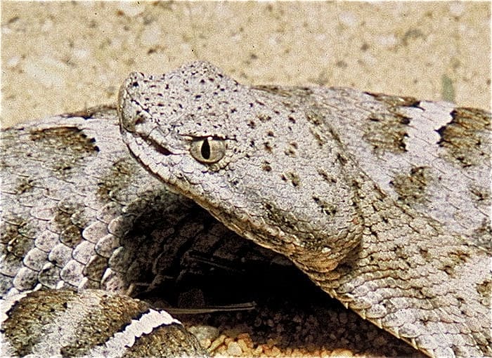 A ridge-nosed rattlesnake (Crotalus willardi), with one of its pits clearly visible