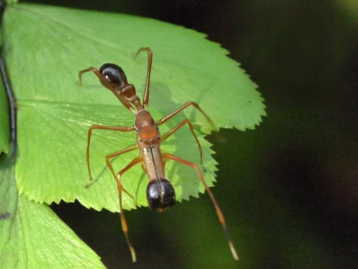 http://orionmystery.blogspot.com/2010/04/myrmarachne-plataleoides-again.html
