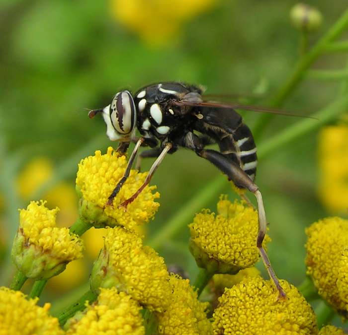 The fly's abdomen, the third segment that has the pale yellow stripes and looks like it also has a stinger (but doesn't), is another bit of deception.