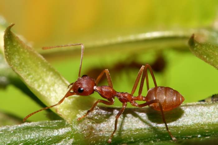 https://en.wikipedia.org/wiki/Weaver_ant#/media/File:Red_Weaver_Ant,_Oecophylla_longinoda.jpg