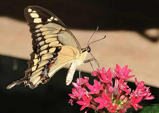 top-10-insect-mimics